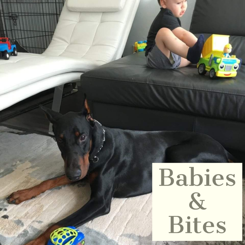 httpsdog bites babies